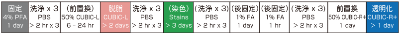 マウス臓器透明化の流れ